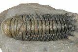 Prone Crotalocephalina Trilobite - Atchana, Morocco #322275-1